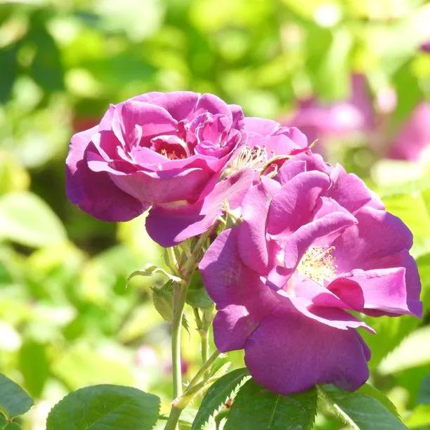 Rhapsody In Blue Rose (Rosa Rhapsody In Blue) 1